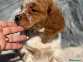 Épagneul Breton perros Breton español - Anuncio 3