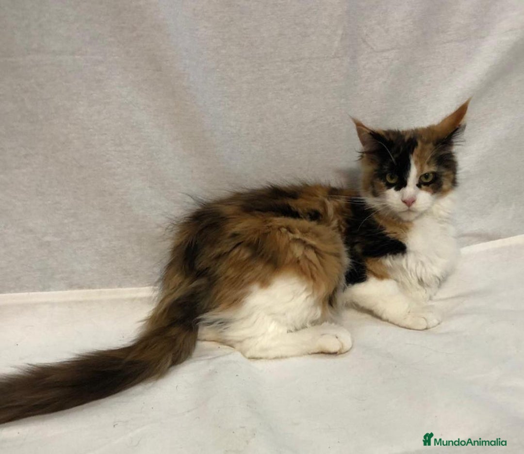Maine Coon gatos en venta: Maine Coon Hembras - Imagen 17