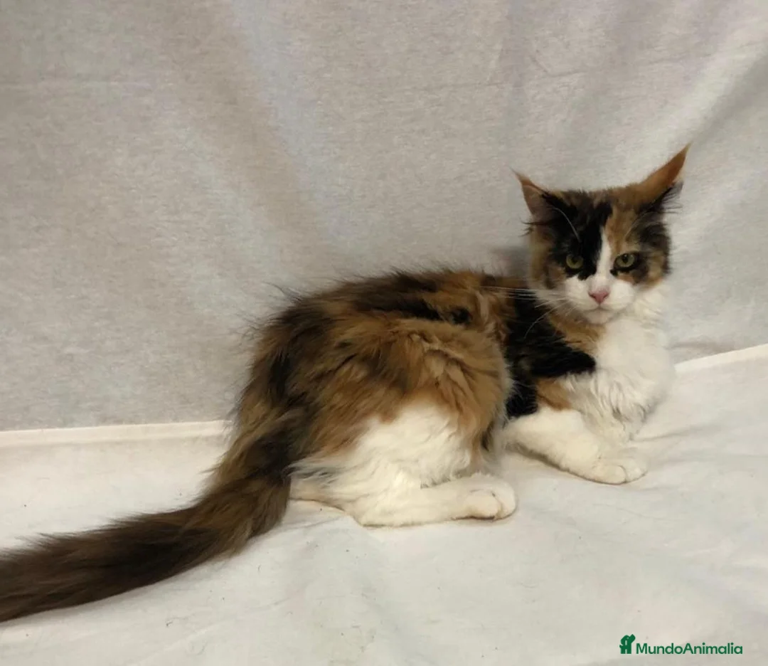 Maine Coon gatos en venta: Maine Coon Hembras - Anuncio 17