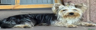 Yorkshire Terrier 1