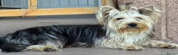 Yorkshire Terrier perros en venta: Preciosa Hembra Yorkshire  - Anuncio 4