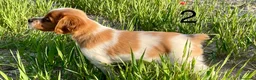 Épagneul Breton perros en venta: Epagneul bretón  - Anuncio 8