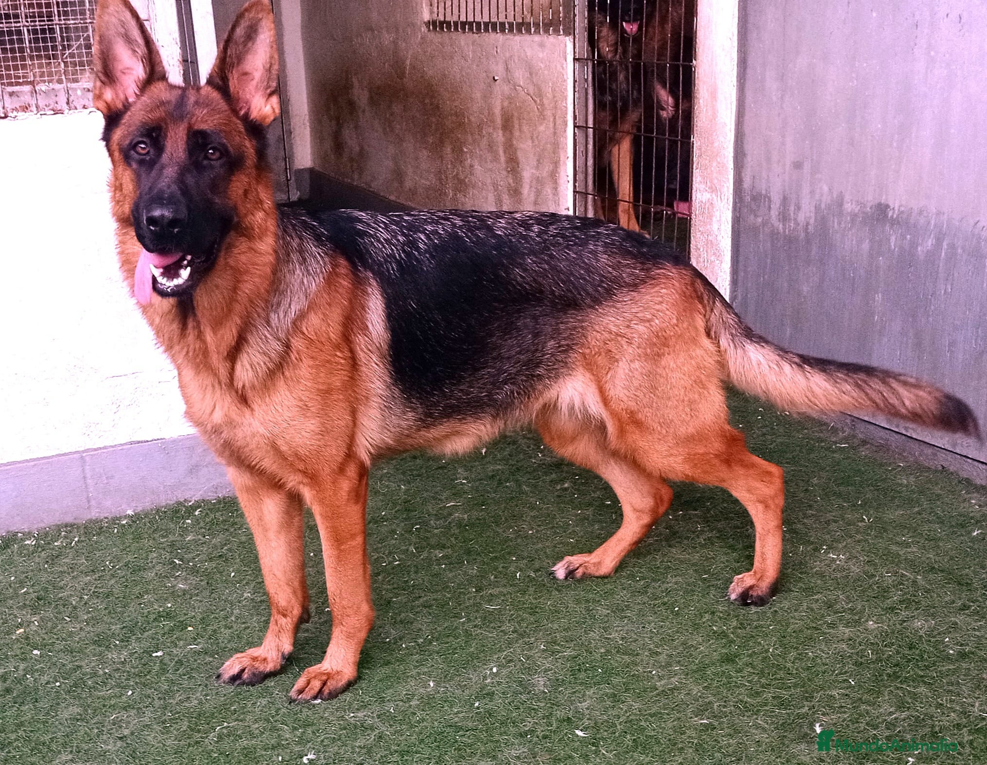 Pastor Alemán perros Pastores alemanes  - Anuncio 8