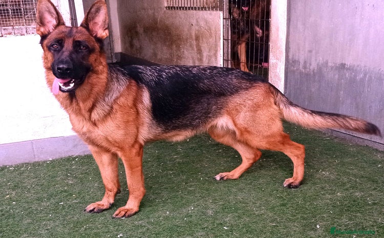 Pastor Alemán perros - Anuncio 1