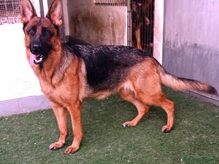 Pastor Alemán perros Pastores alemanes - Anuncio 10