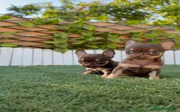 Chihuahua perros en venta: CHIHUAHUA MACHO - Imagen 14