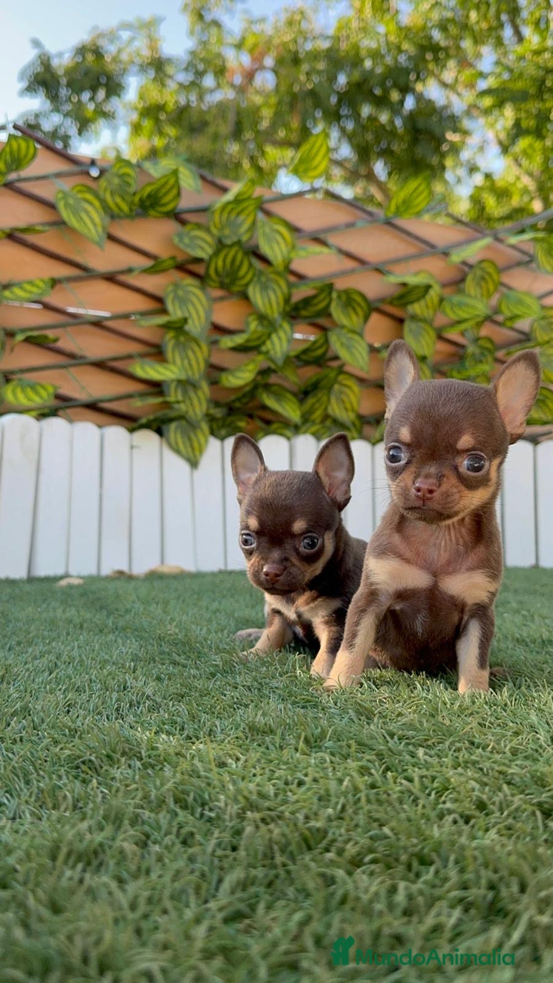 Chihuahua perros en venta: CHIHUAHUA MACHO - Imagen 14