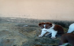 Border Collie perros en venta: border collie chocolayes y blancos  - Imagen 3
