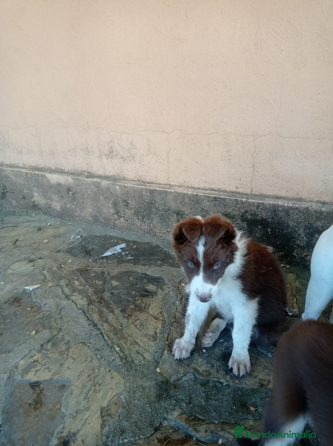 Border Collie perros en venta: border collie chocolayes y blancos  - Imagen 3