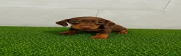 Teckel Miniatura perros en venta: Teckel Kaninchen varios colores - Anuncio 7