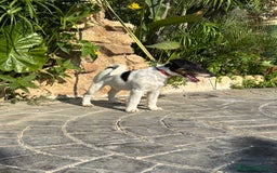 Fox Terrier de Pelo Liso perros en venta: Disponible preciosa camada fox terrier  - Imagen 4
