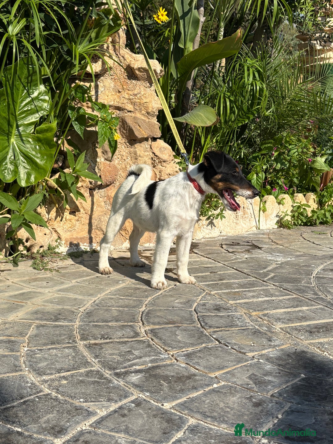 Fox Terrier de Pelo Liso perros en venta: Disponible preciosa camada fox terrier  - Imagen 4