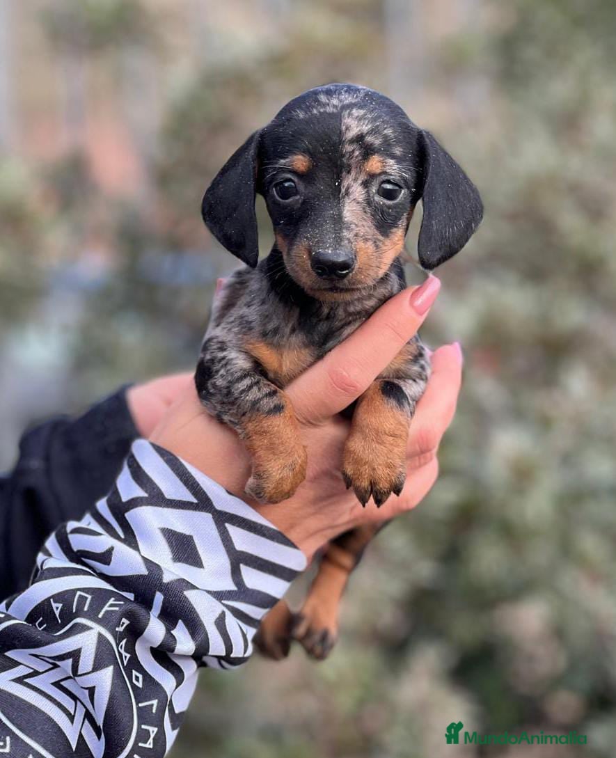 Teckel Miniatura perros TECKEL HEMBRA KANICHEN MERLE en Barcelona - Anuncio 28