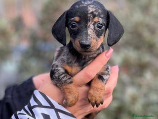 Teckel Miniatura perros TECKEL HEMBRA KANICHEN MERLE en Barcelona - Anuncio 25