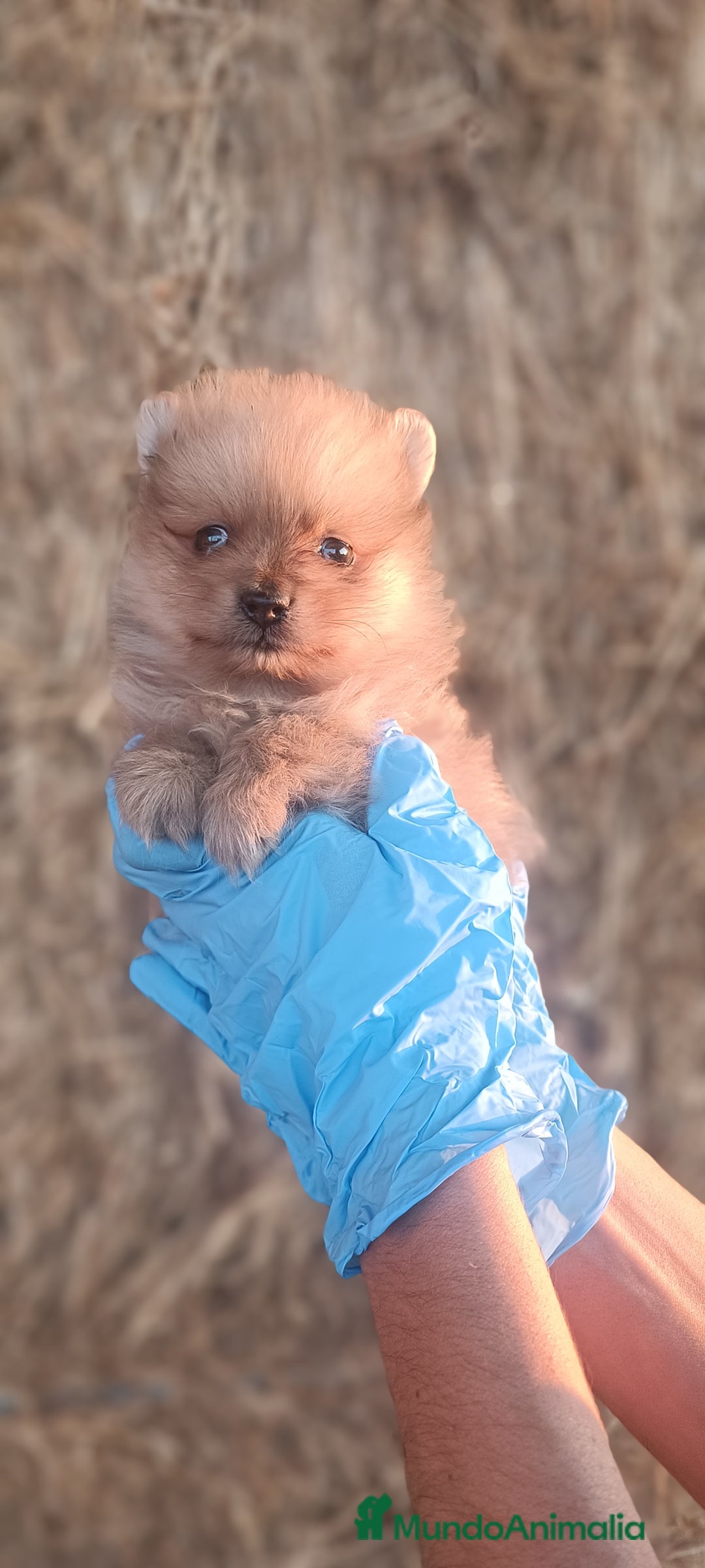 Pomerania perros en venta: Cachorro de Pomerania  - Imagen 2