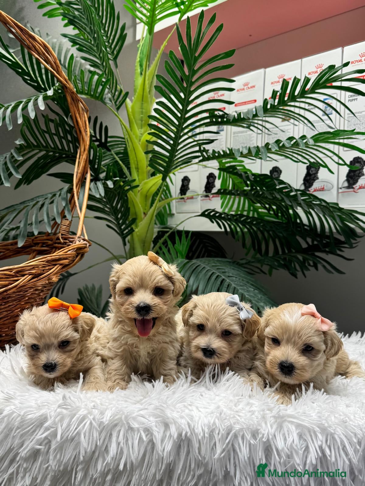 Maltipoo perros en venta: MALTIPOO - Anuncio 12