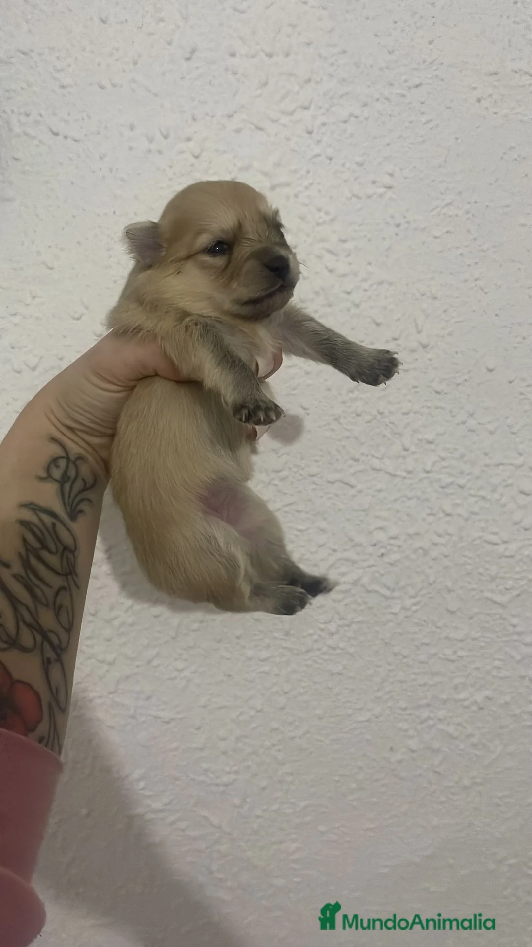 Pomerania perros en venta: Pomerania  - Anuncio 2