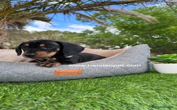 Teckel Miniatura perros en venta: TECKEL NEGRO FUEGO MINIATURA - Imagen 4