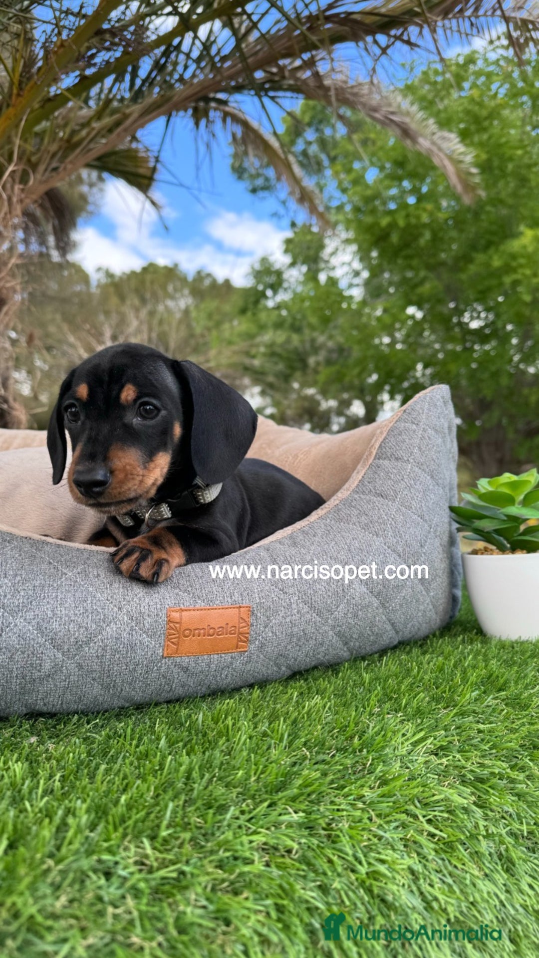 Teckel Miniatura perros en venta: TECKEL NEGRO FUEGO MINIATURA - Imagen 4