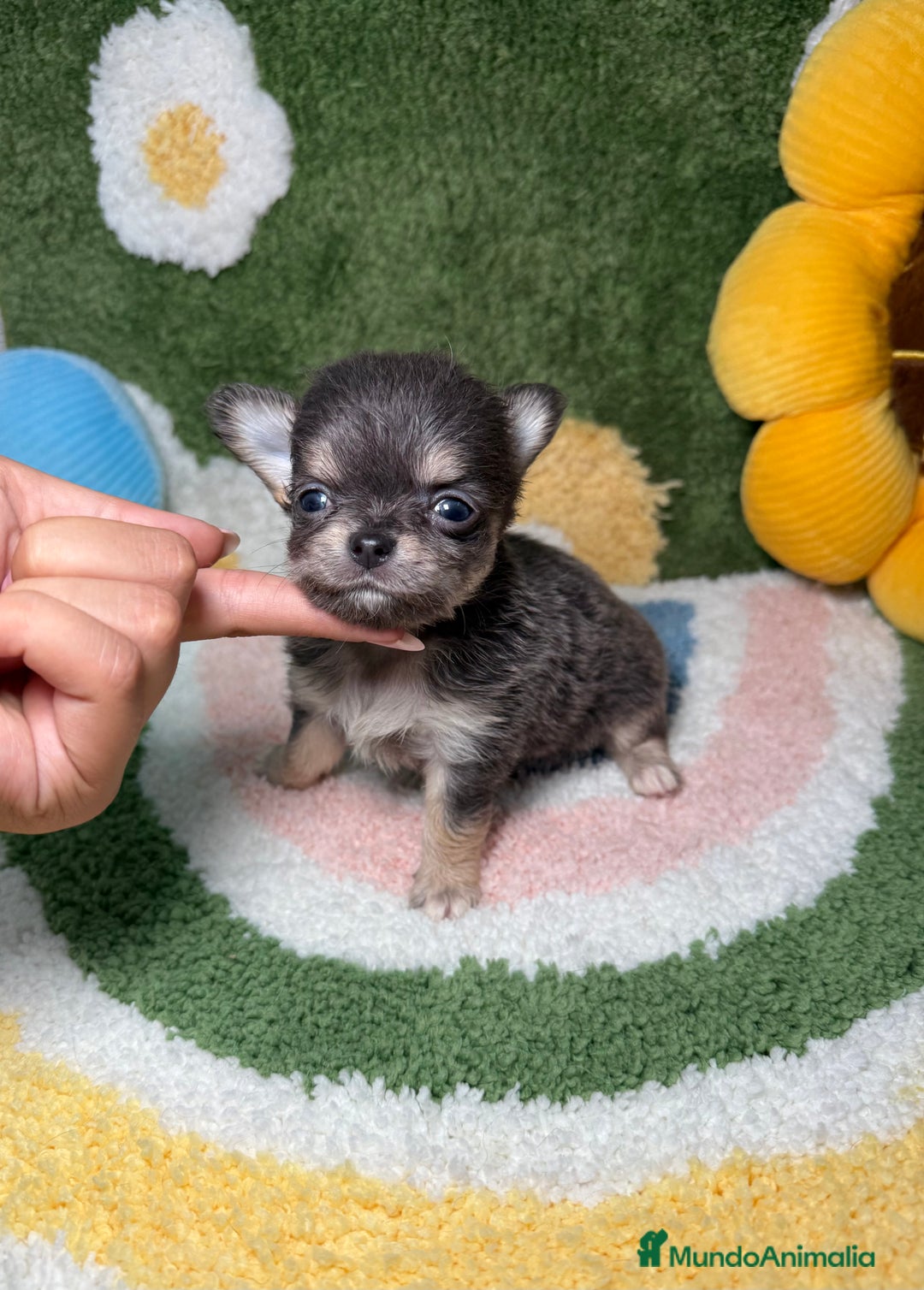 Chihuahua perros en venta: Chihuahua de Pelo Largo y Línea Rusa Exotico - Imagen 2