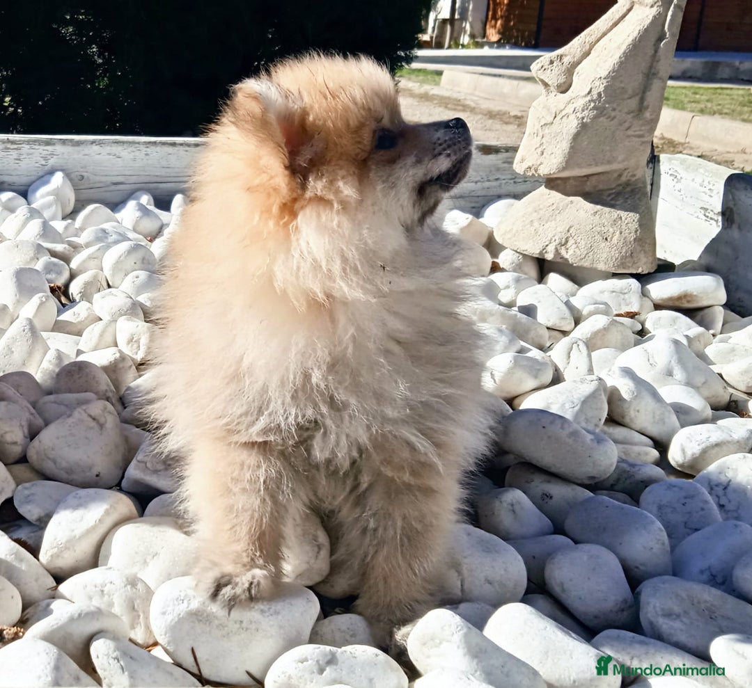 Pomerania perros en venta: POMERANIA - Anuncio 6