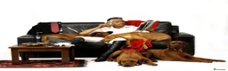 Rhodesian Ridgeback perros en venta: Rhodesian Ridgeback adultos con pedigrí  - Anuncio 7