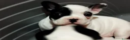 Bulldog Francés perros en venta: Cachorros de bulldog francés - Anuncio 5