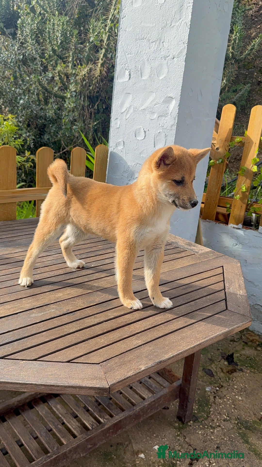 Shiba Inu perros en venta: Shiba Inu hembra roja disponible preciosa - Anuncio 1