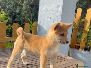 Shiba Inu perros Shiba Inu hembra roja disponible preciosa - Anuncio 1