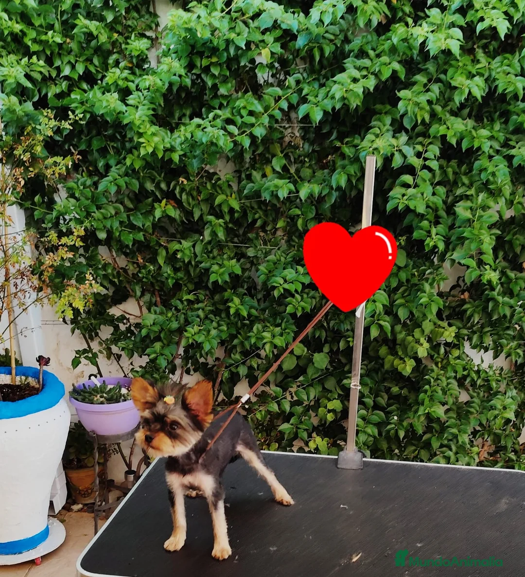 Yorkshire Terrier perros en venta: Yorkshire toy - Anuncio 1