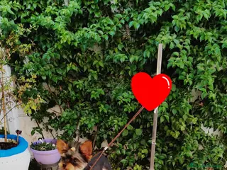 Yorkshire Terrier perros Yorkshire toy - Anuncio 1