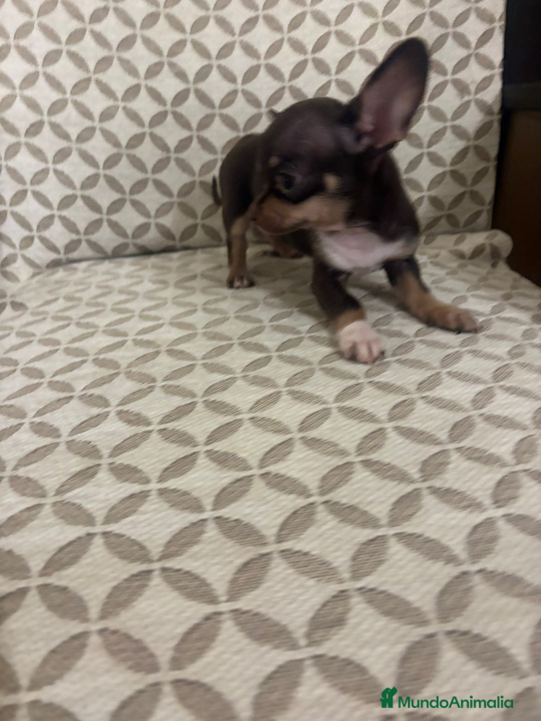 Chihuahua perros en venta: Chihuahua mini toy cabeza manzana  - Anuncio 14