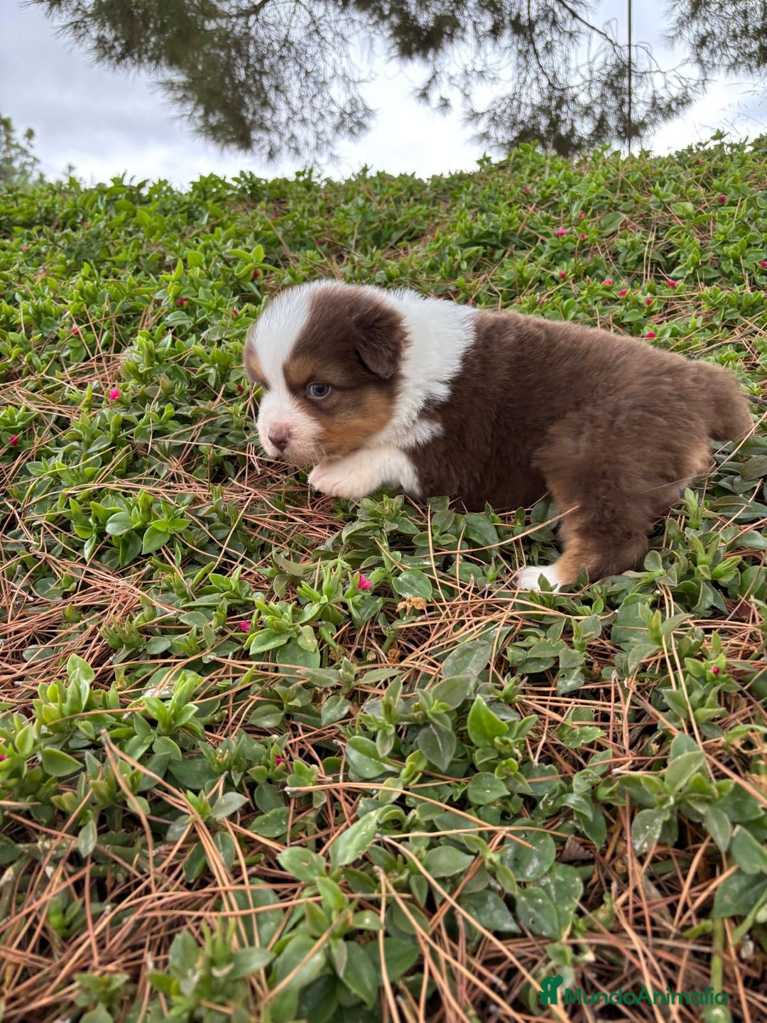 Pastor Australiano perros en venta: Pastor Australiano  - Imagen 2
