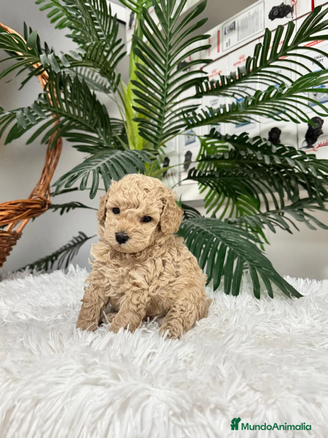 Caniche Enano perros en venta: CANICHE ENANO - Anuncio 9