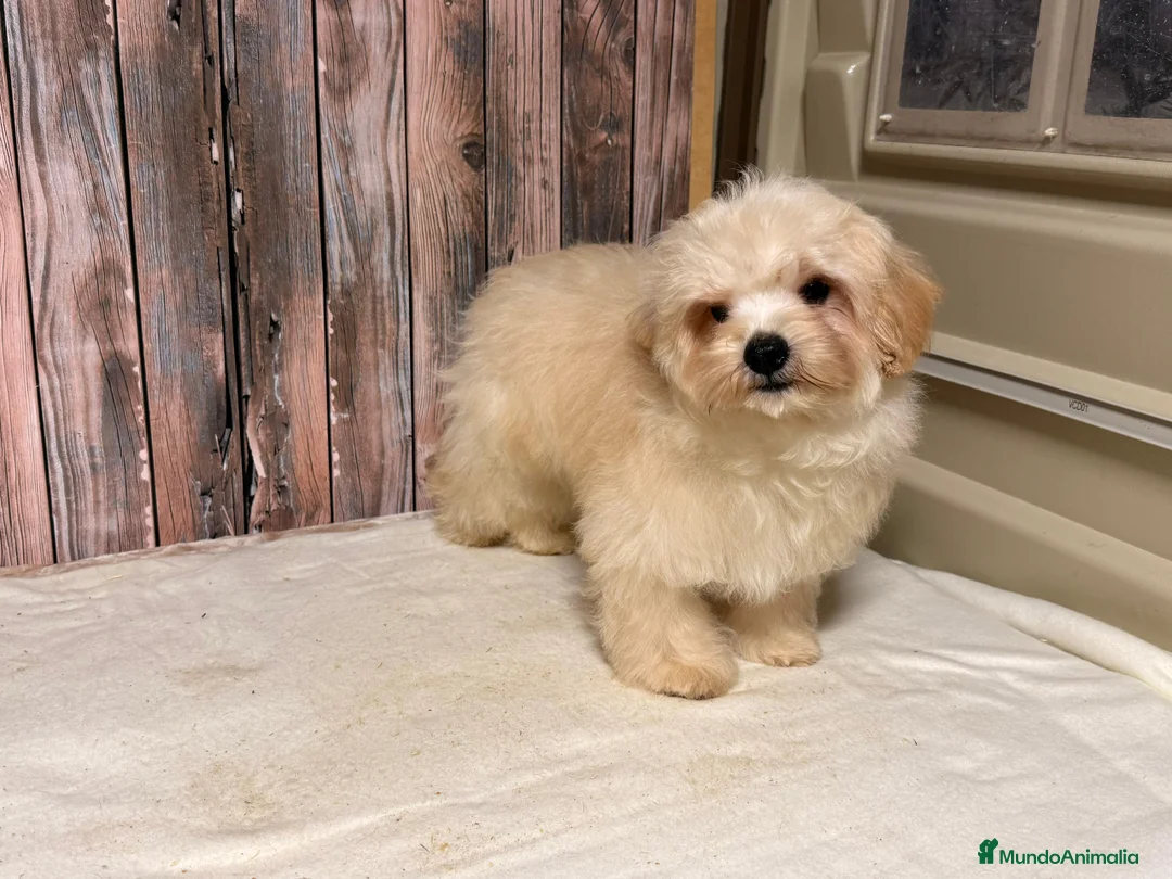 Maltipoo perros en venta: Maltipoo macho con 6 meses. - Anuncio 1