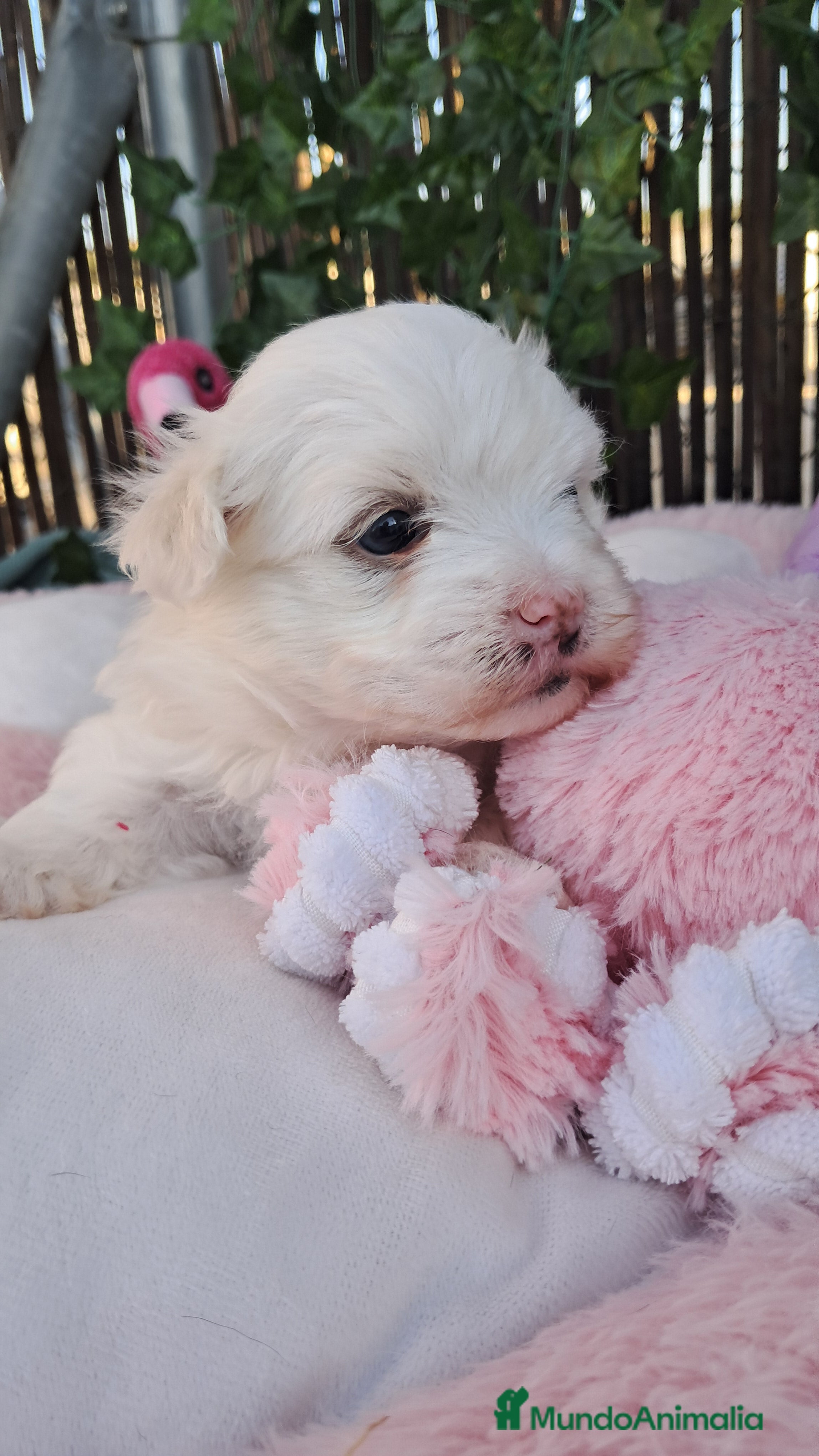 Bichón Maltés perros Bebés Bichon Maltés  - Anuncio 1