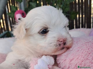 Bichón Maltés perros Bebés Bichon Maltés - Anuncio 1