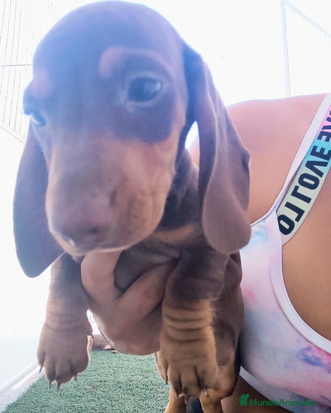Teckel perros en venta: Teckel chocolate y Arlequín  - Imagen 3