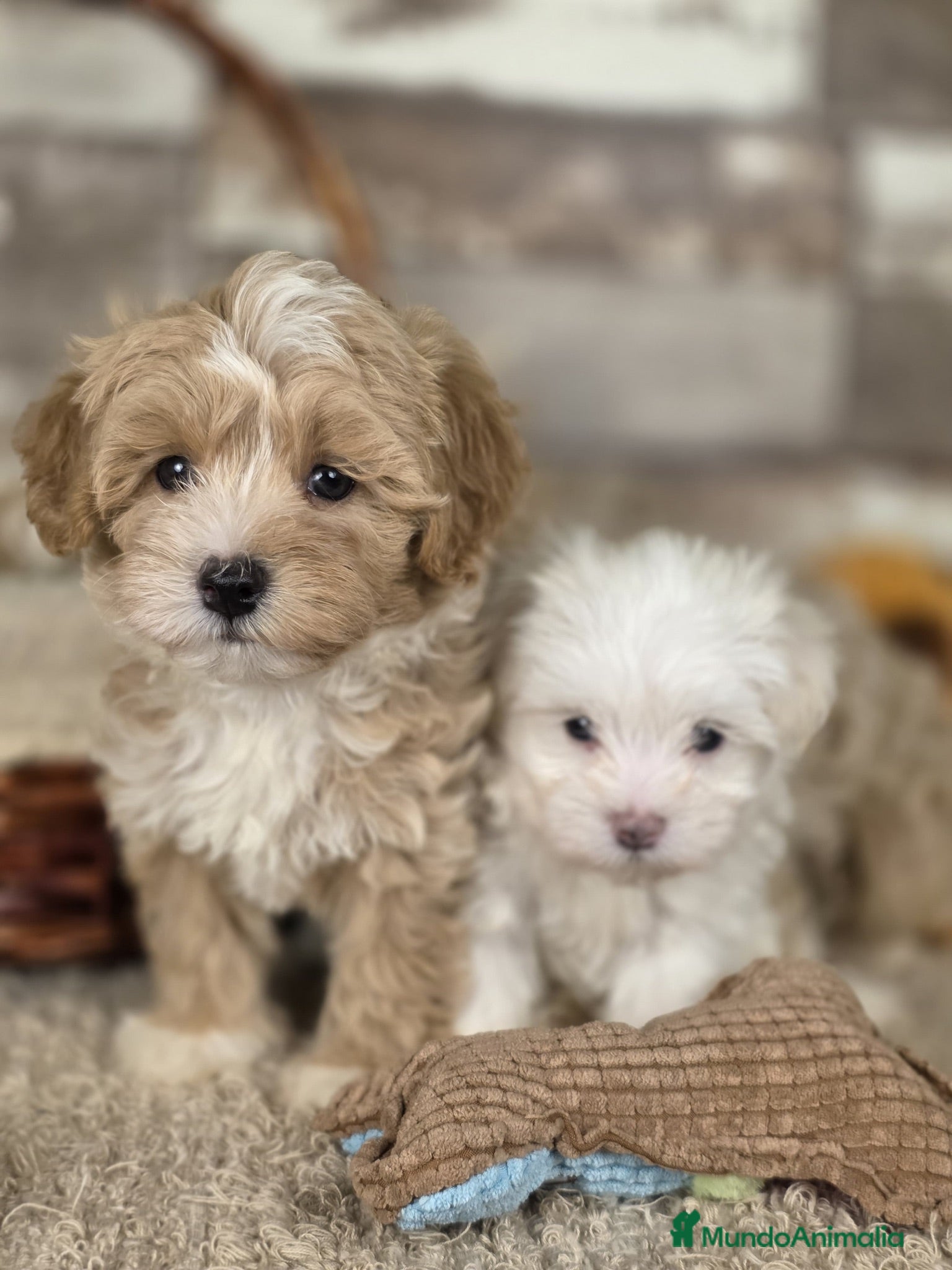 Maltipoo perros MALTIPOO - Anuncio 1