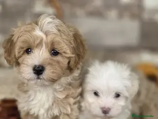 Maltipoo perros MALTIPOO - Anuncio 1