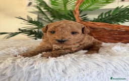 Caniche Toy perros en venta: CANICHE TOY - Imagen 1