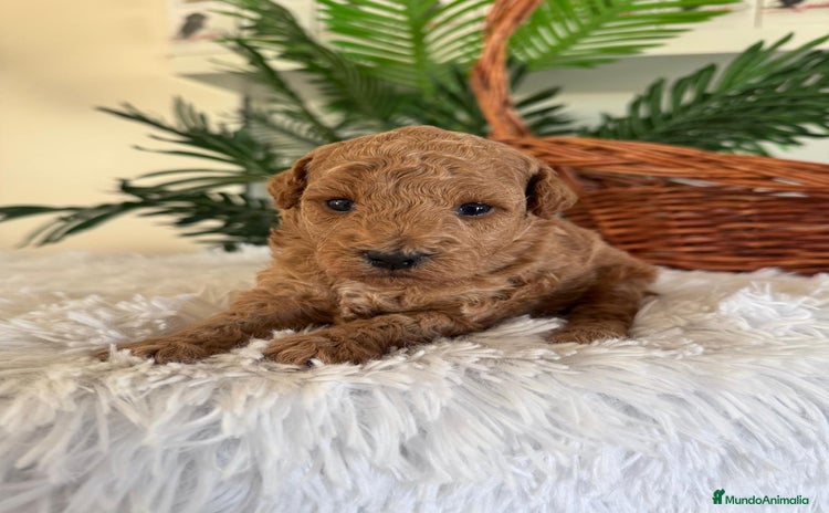 Caniche Toy perros - Anuncio 1