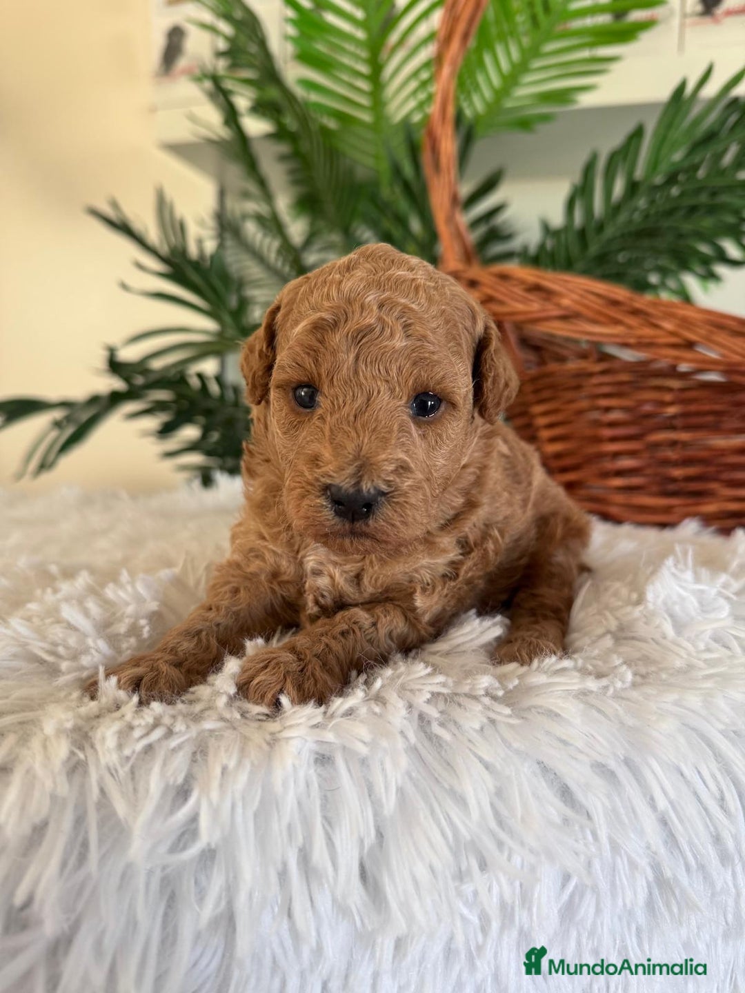 Caniche Toy perros en venta: CANICHE TOY - Imagen 1