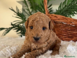 Caniche Toy perros - Anuncio 1