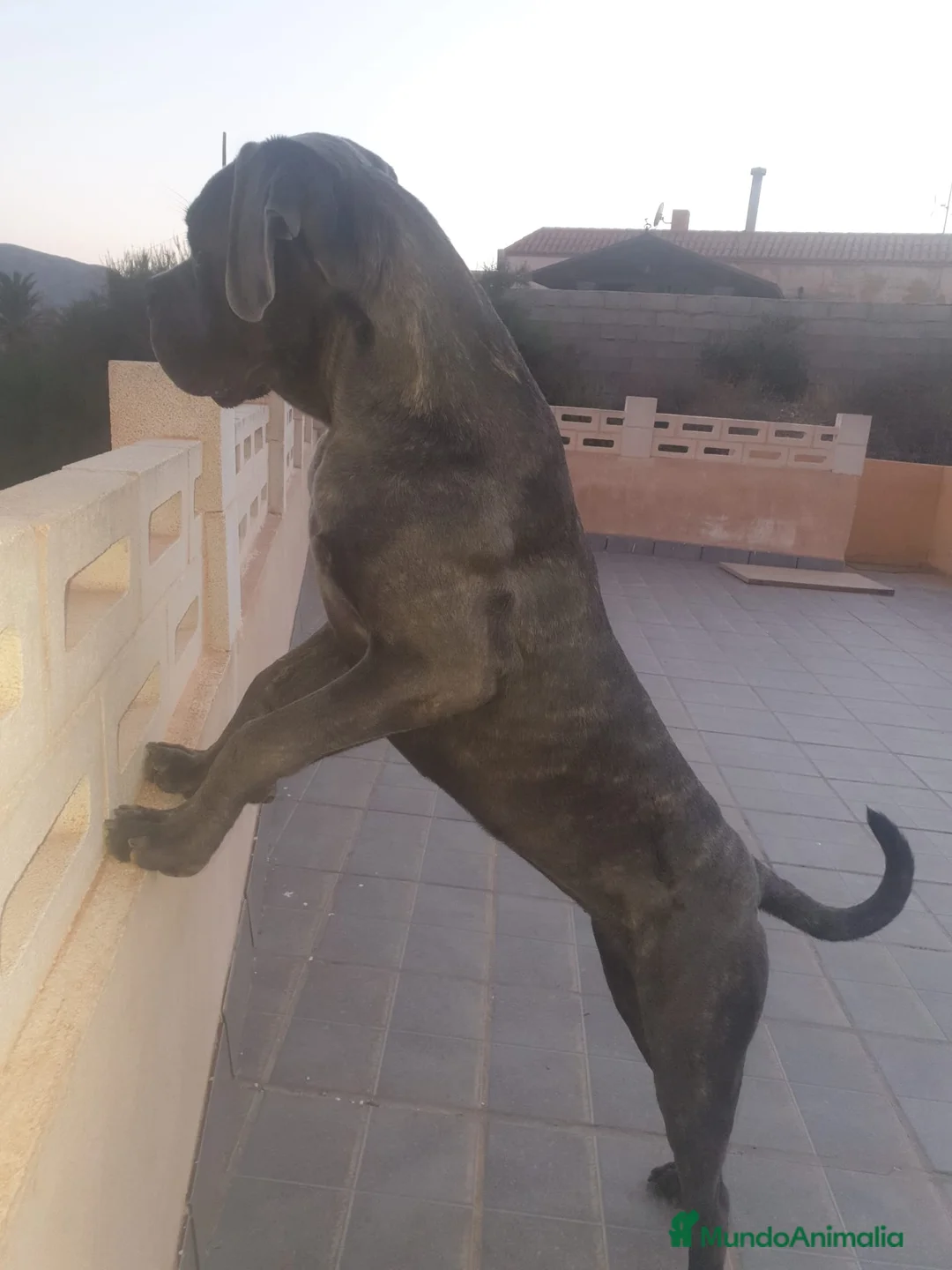 Cane Corso perros en venta: Cane Corso Blue - Anuncio 5