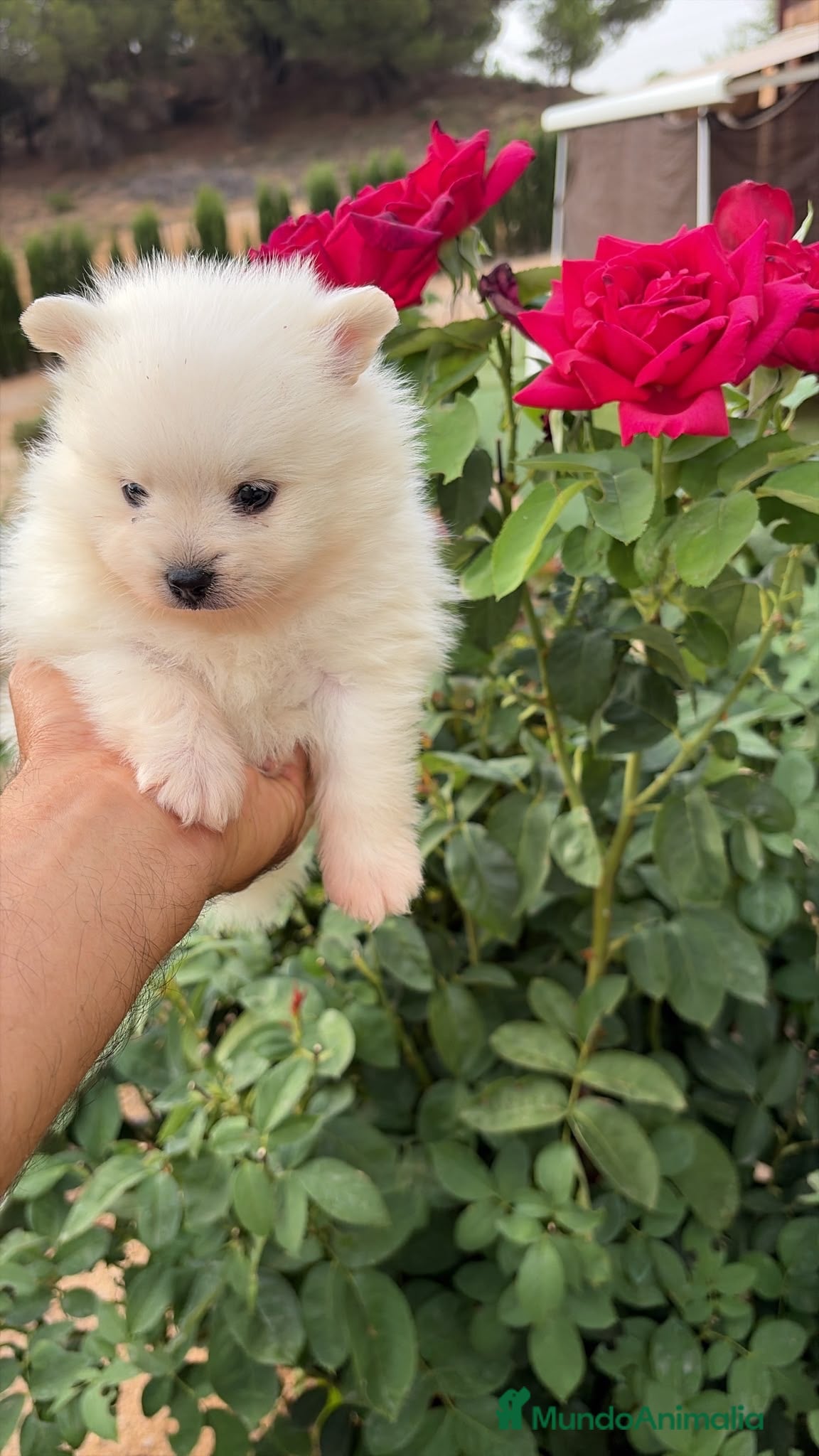 Pomerania perros Pomerania macho blanco  - Anuncio 1