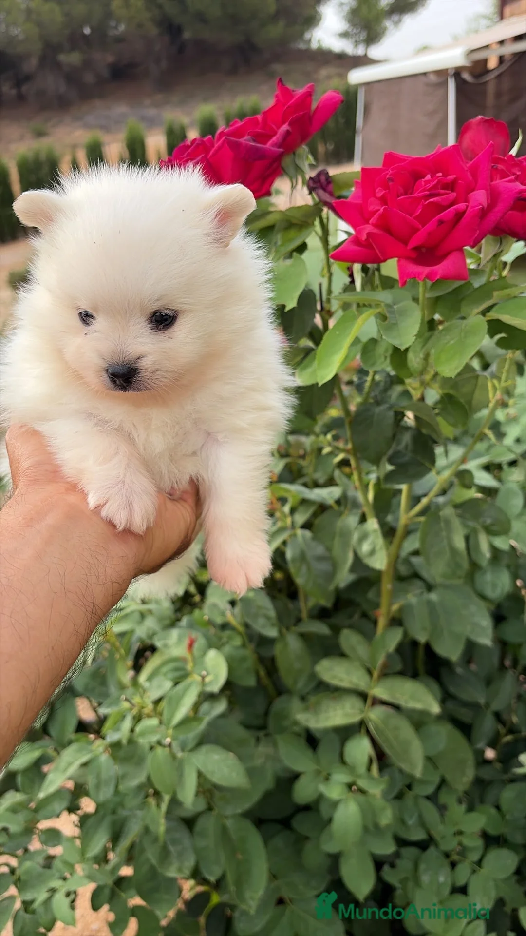 Pomerania perros en venta: Pomerania macho blanco  - Anuncio 1