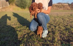 Caniche Enano perros en venta: Caniches Rojos enanos - Imagen 7