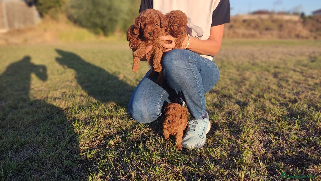 Caniche Enano perros en venta: Caniches Rojos enanos - Imagen 7