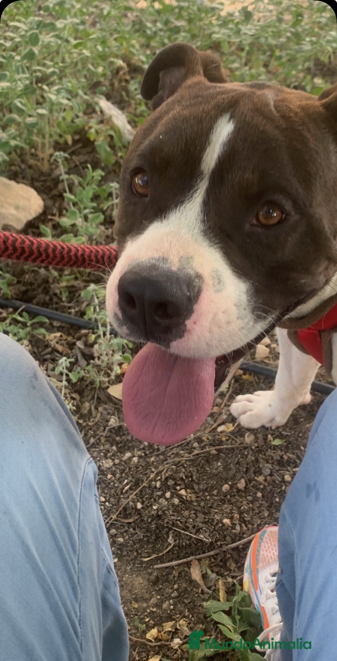 American Bully perros en adopcion: JORDI ❤️ en adopción  - Anuncio 7